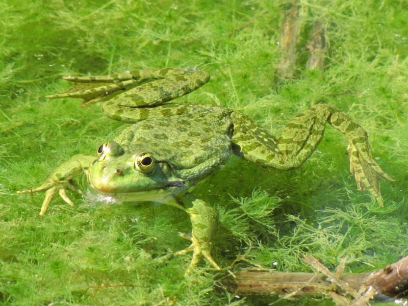 Зеленая Прудовая лягушка