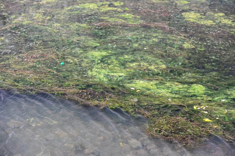 Абаканская протока Тина водоросли
