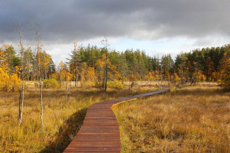 Сестрорецкое болото экотропа осень