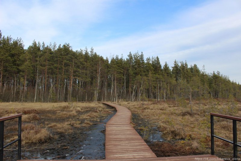 Болото в Ленинградской области эко тропа