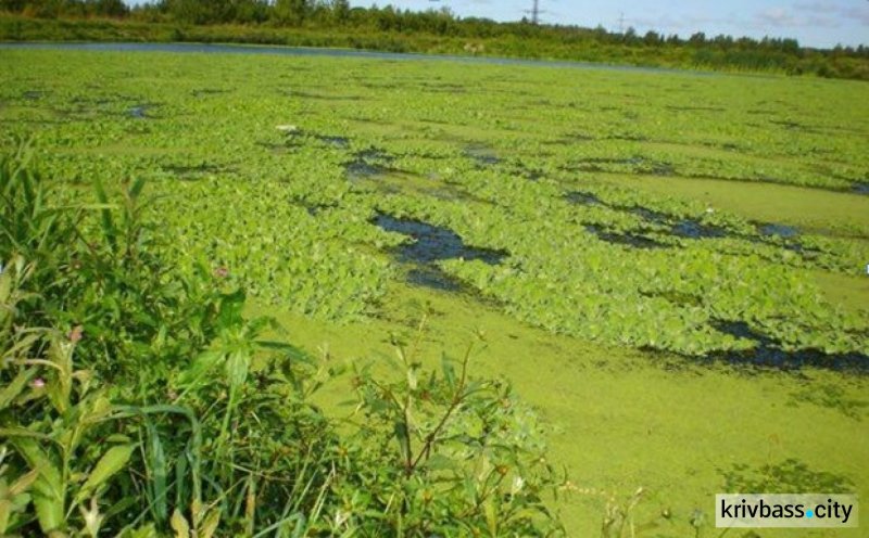 Загрязнение синезелеными водорослями Волга