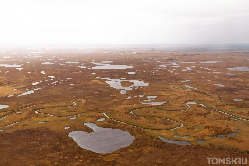 Васюганские болота в Новосибирской