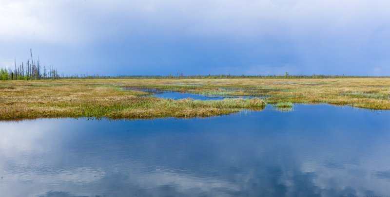 Васюганские болота Омская область