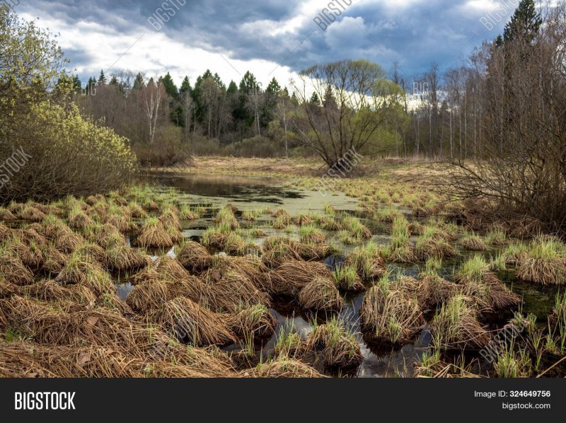 Травяные Кочки на болоте
