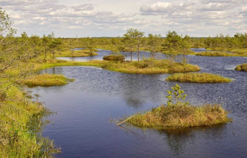 Пинские болота в Белоруссии