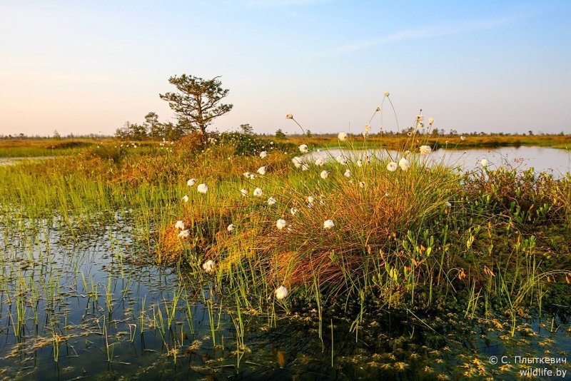 Водно-болотные угодья Амурской области