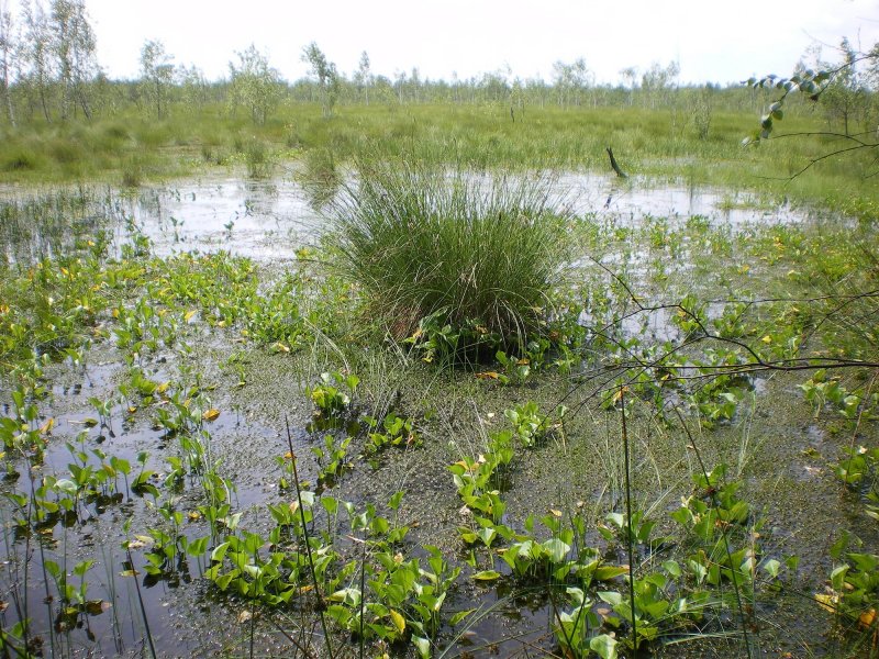 Природа Белоруссии болота