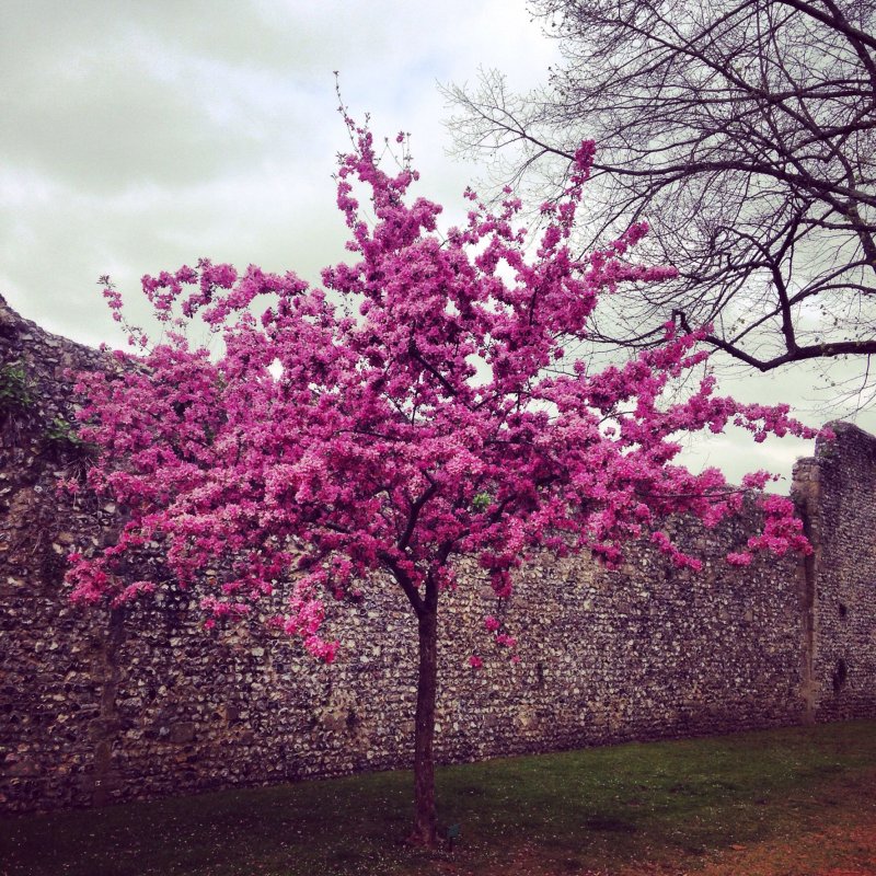 Дерево с розовыми цветами в крыму название фото