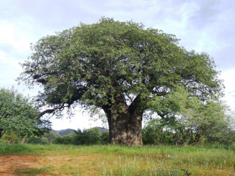 Горчичное дерево фото