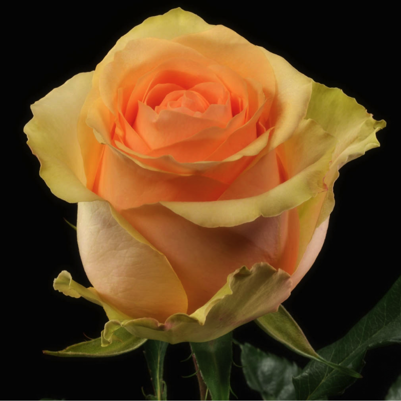 Nectarine роза эквадор