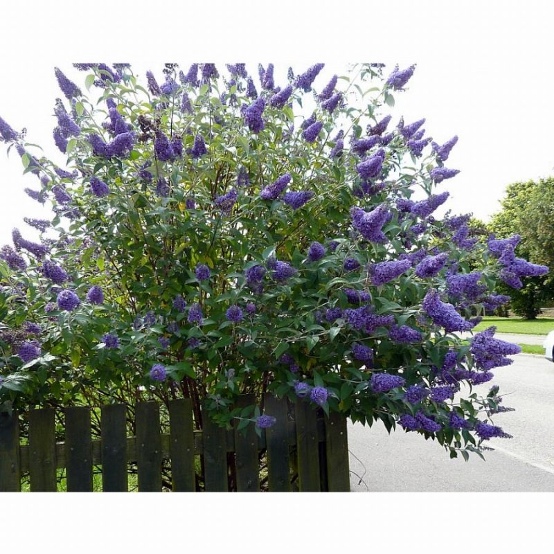 Растения с фиолетовыми цветами. 12 фиолетовых многолетников с фото