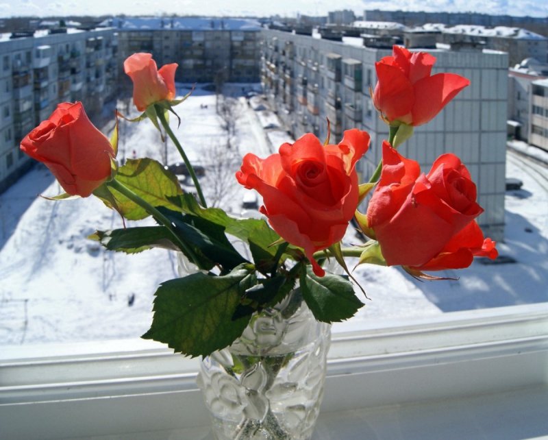 Розы на подоконнике фото реальное