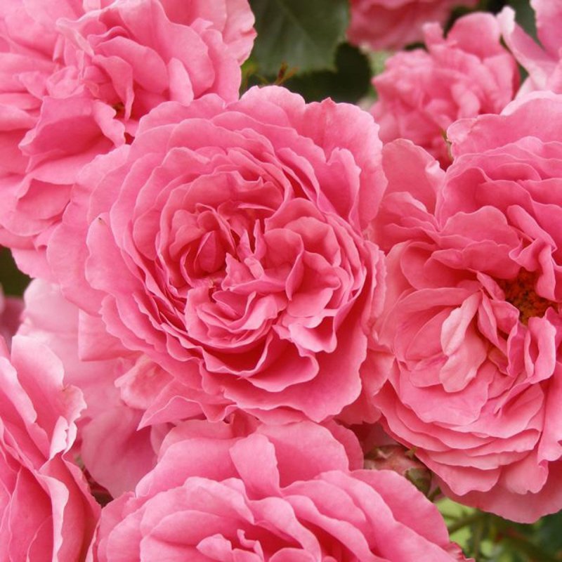 Фото и описание розы розариум ютерсен