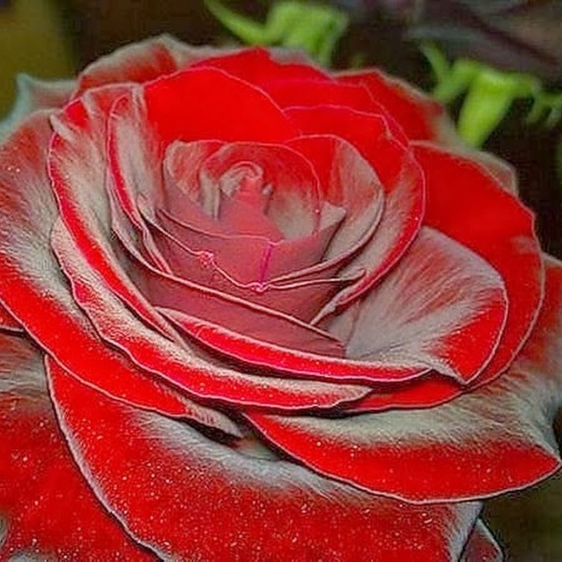 Роза красный бархат фото и описание