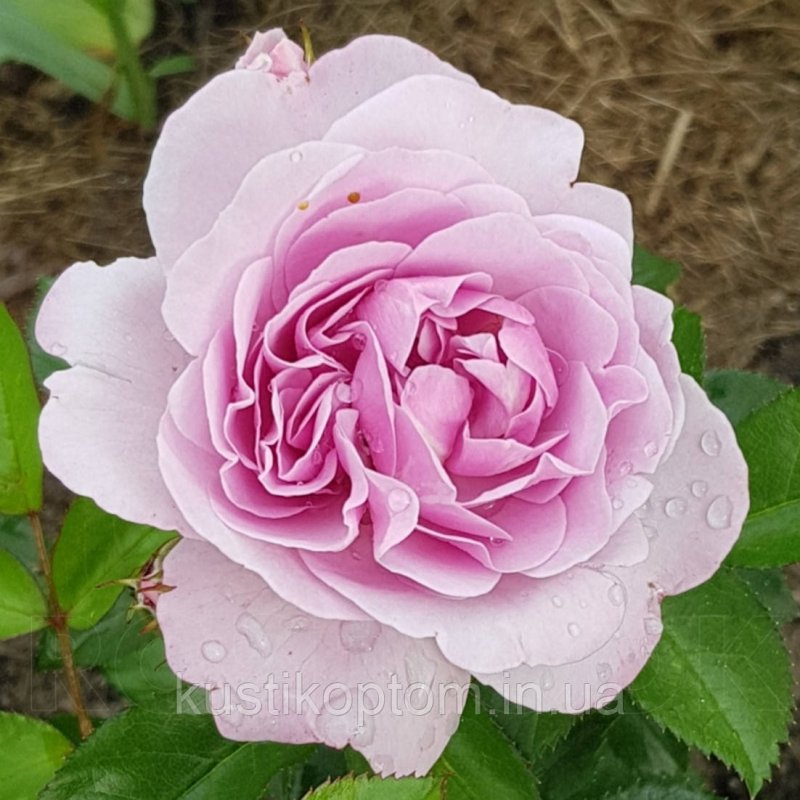 Роза наутика фото и описание