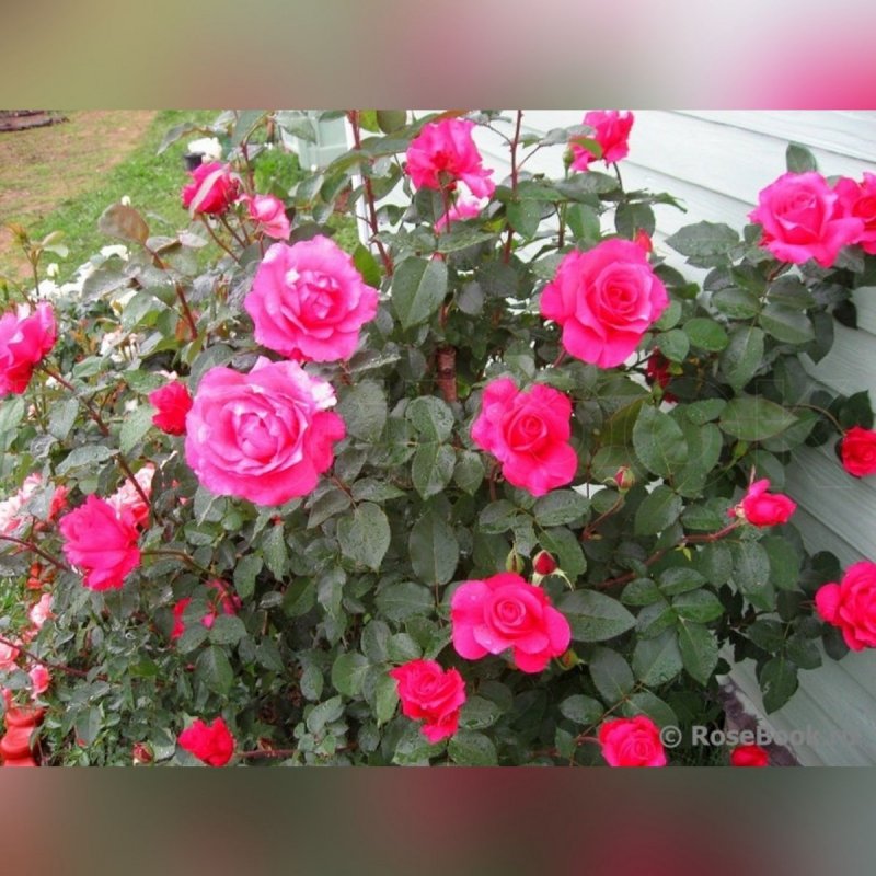 thumb=Роза флорибунда / Rosa floribunda Tom Tom c3 https