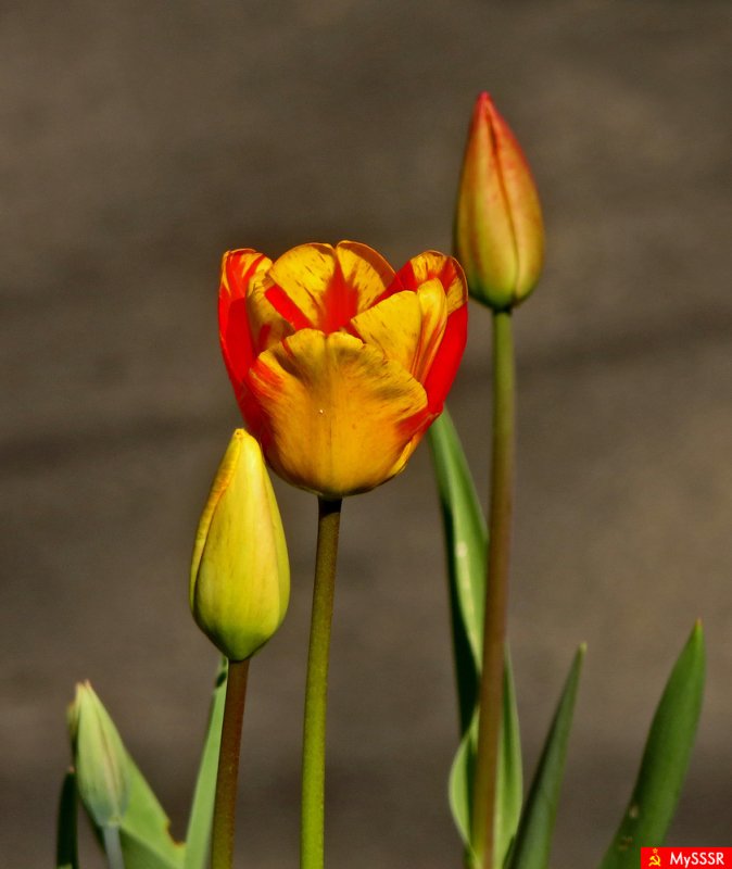 Тюльпан флорайн шик фото и описание