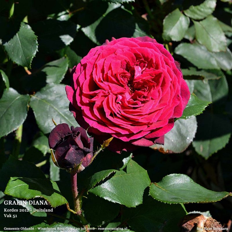 Роза диана фото и описание