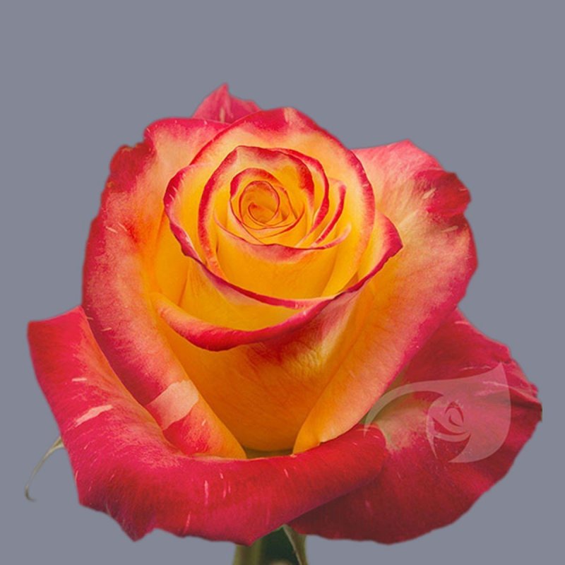 Хай мэджик роза эквадор