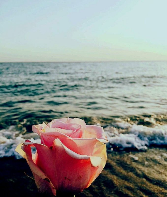 Фото морской розы