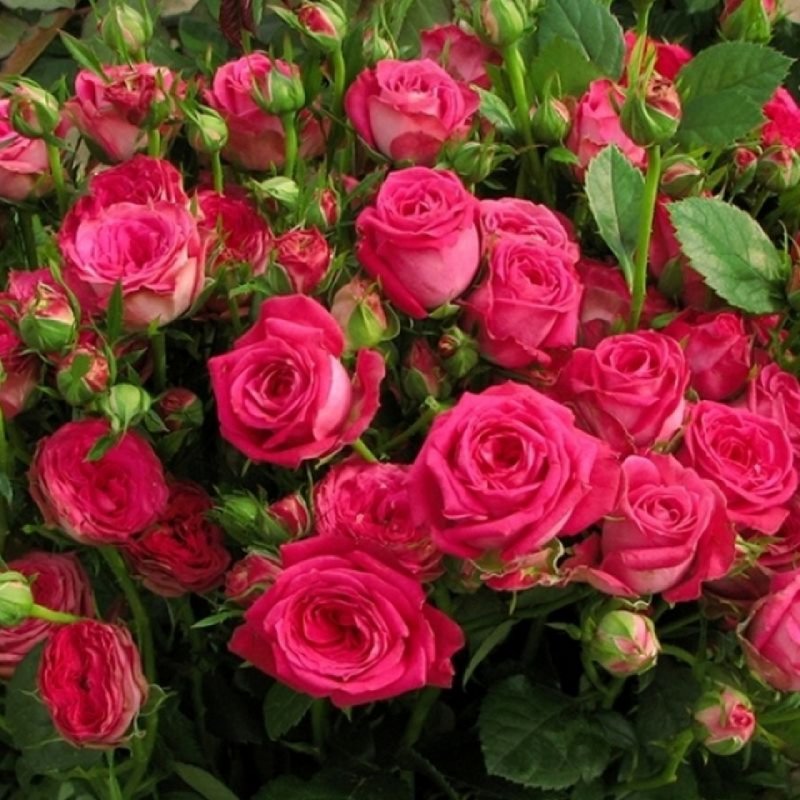 Романтик пепита роза фото и описание