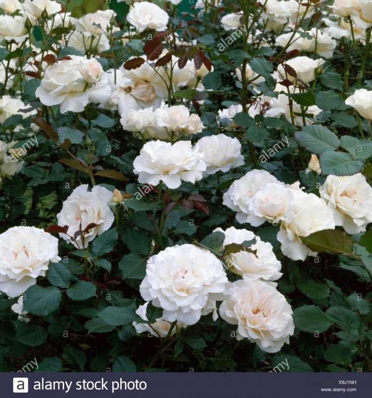 Роза маргарет мерилл флорибунда фото и описание