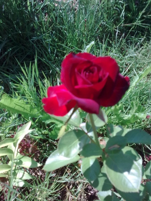 Роза флорибунда никколо паганини фото и описание