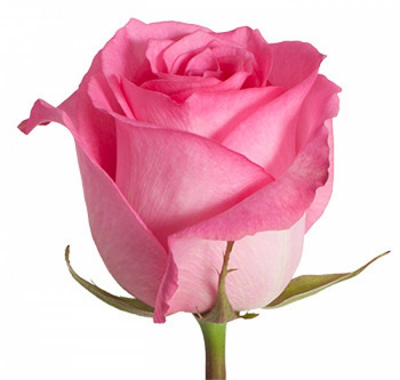Pink xpression роза эквадор