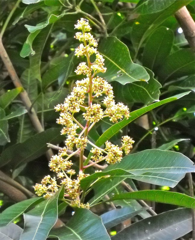 Манго растение (54 фото)