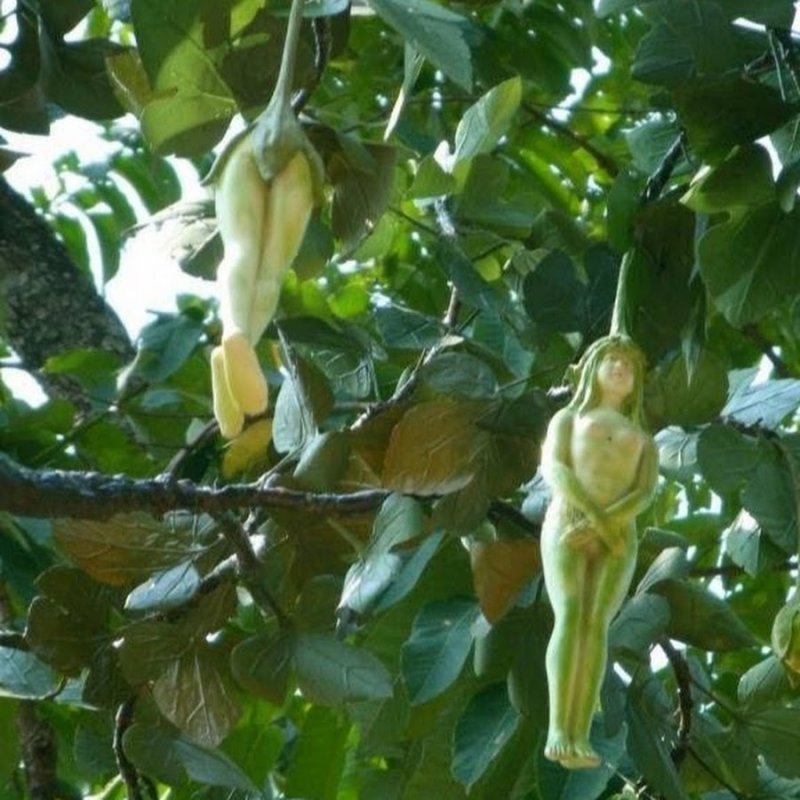 Амбхалабхара дерево фото как цветет правда ли это