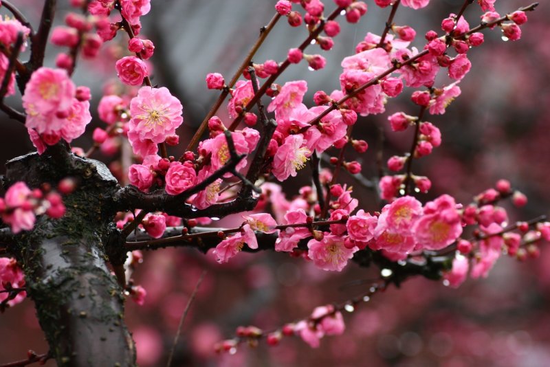 Слива дерево фото цветение