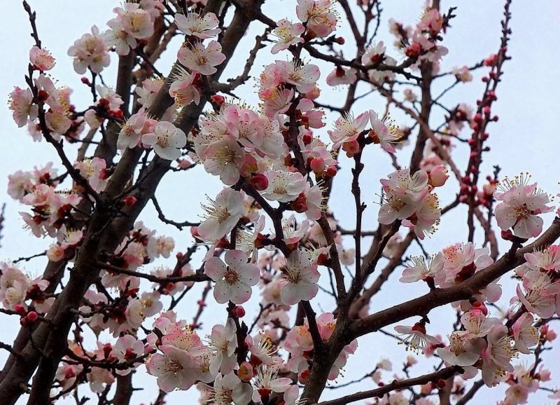 Как цветет абрикосовое дерево фото