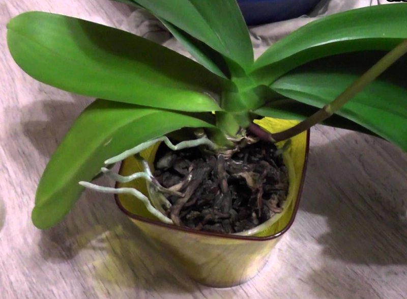 Орхидея после цветения уход в домашних условиях