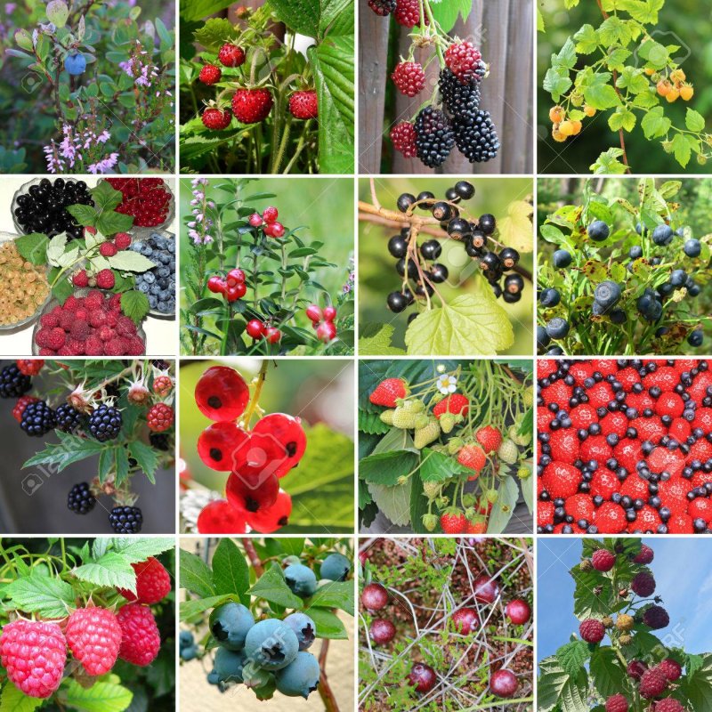 Виды садовых ягод с фото