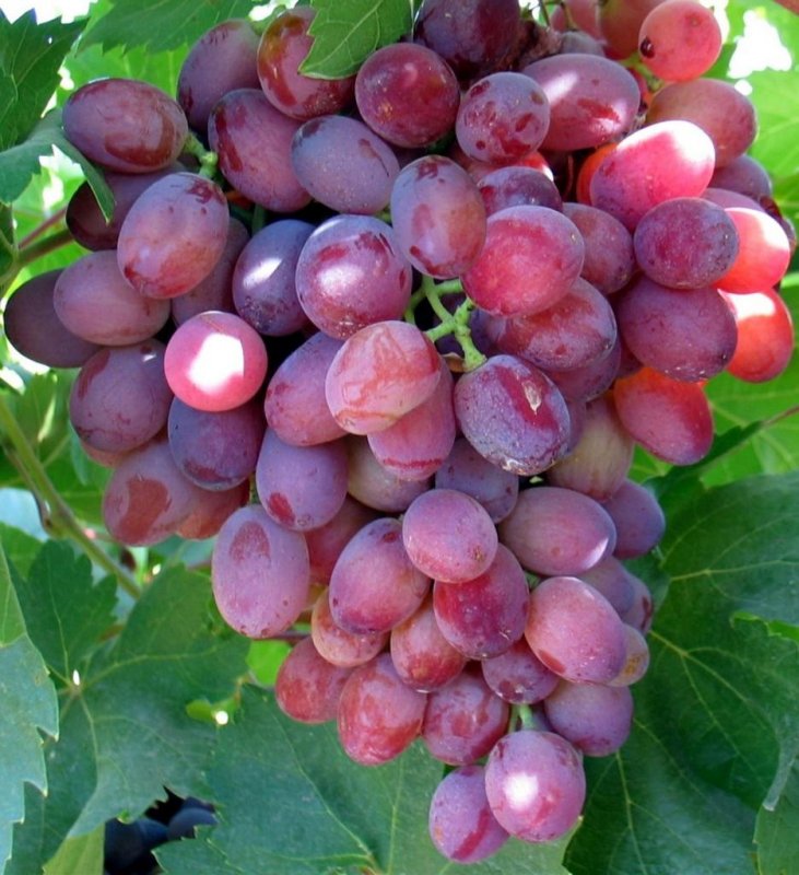 Виноград красный сорта и фото и описание