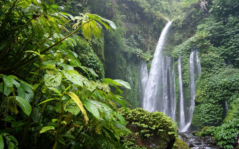Влажные тропические леса водопады