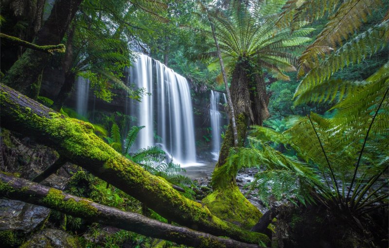 Тасмания Австралия джунгли