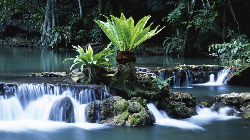 Тропики цветы водопад