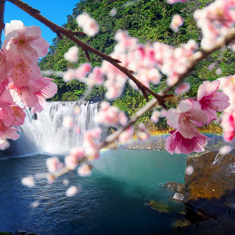 Водопад и Сакура фото