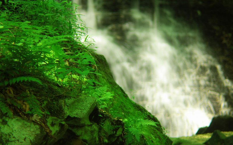 Зеленый водопад мох