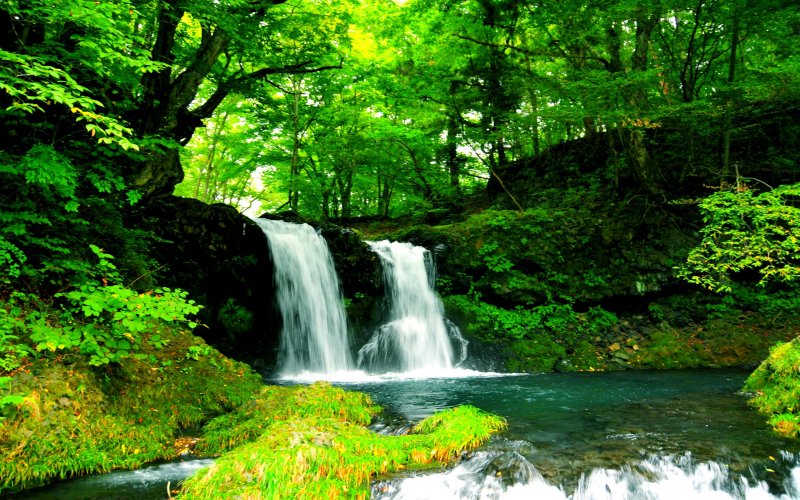 Водопад в зеленом лесу