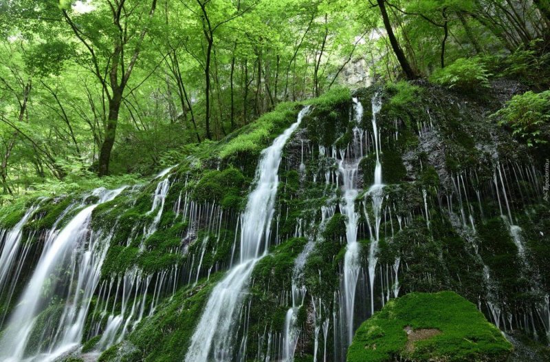 Растительность у водопада