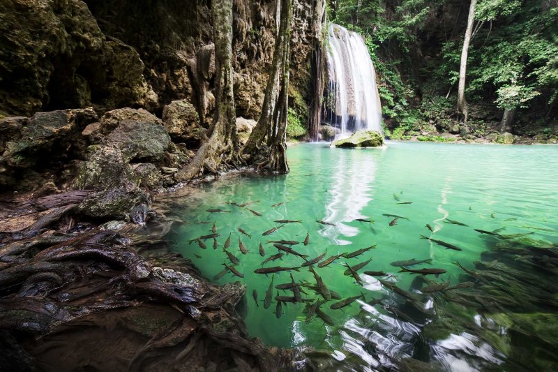 Водопад Эраван рыбы