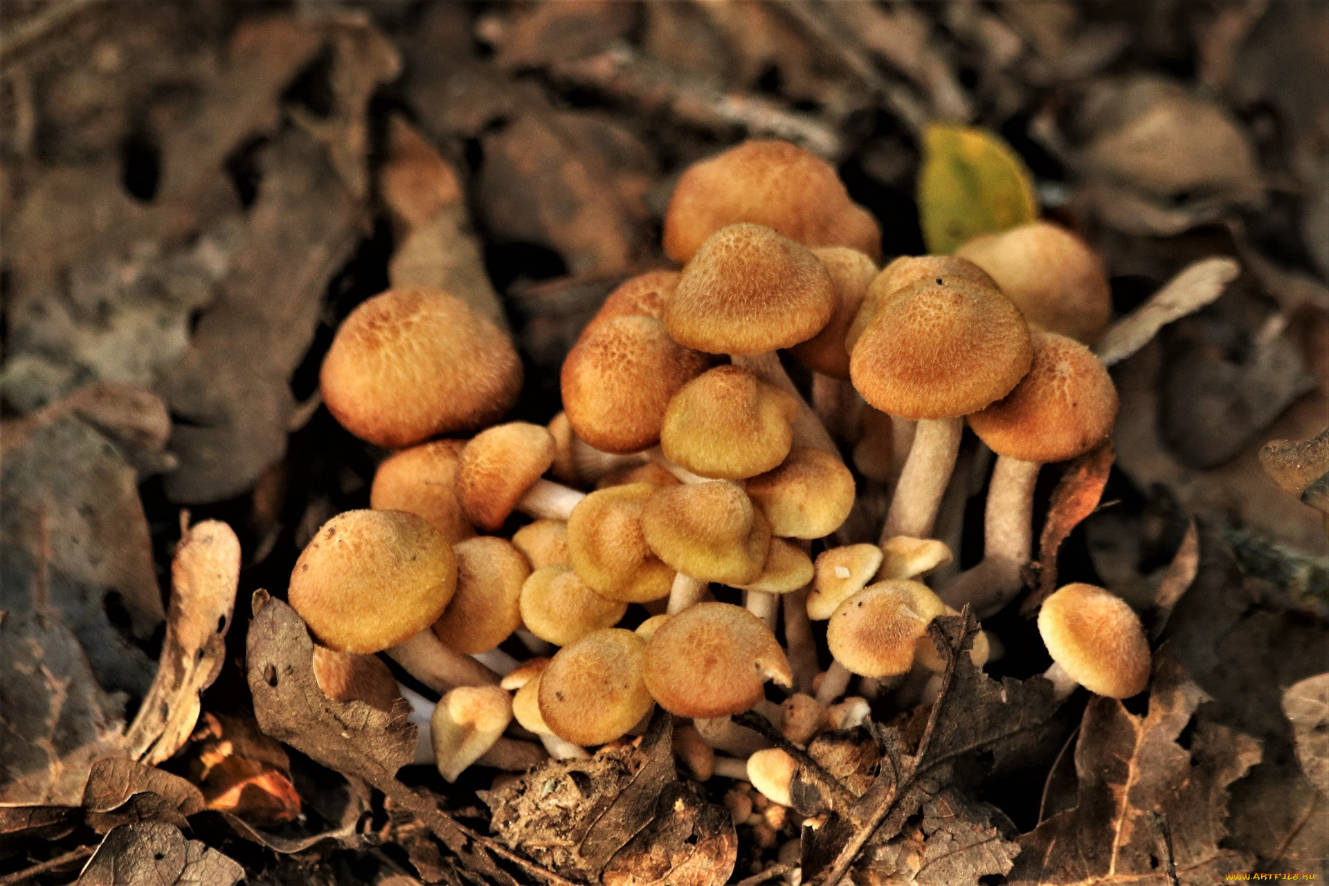 Медовые грибы Armillaria mellea