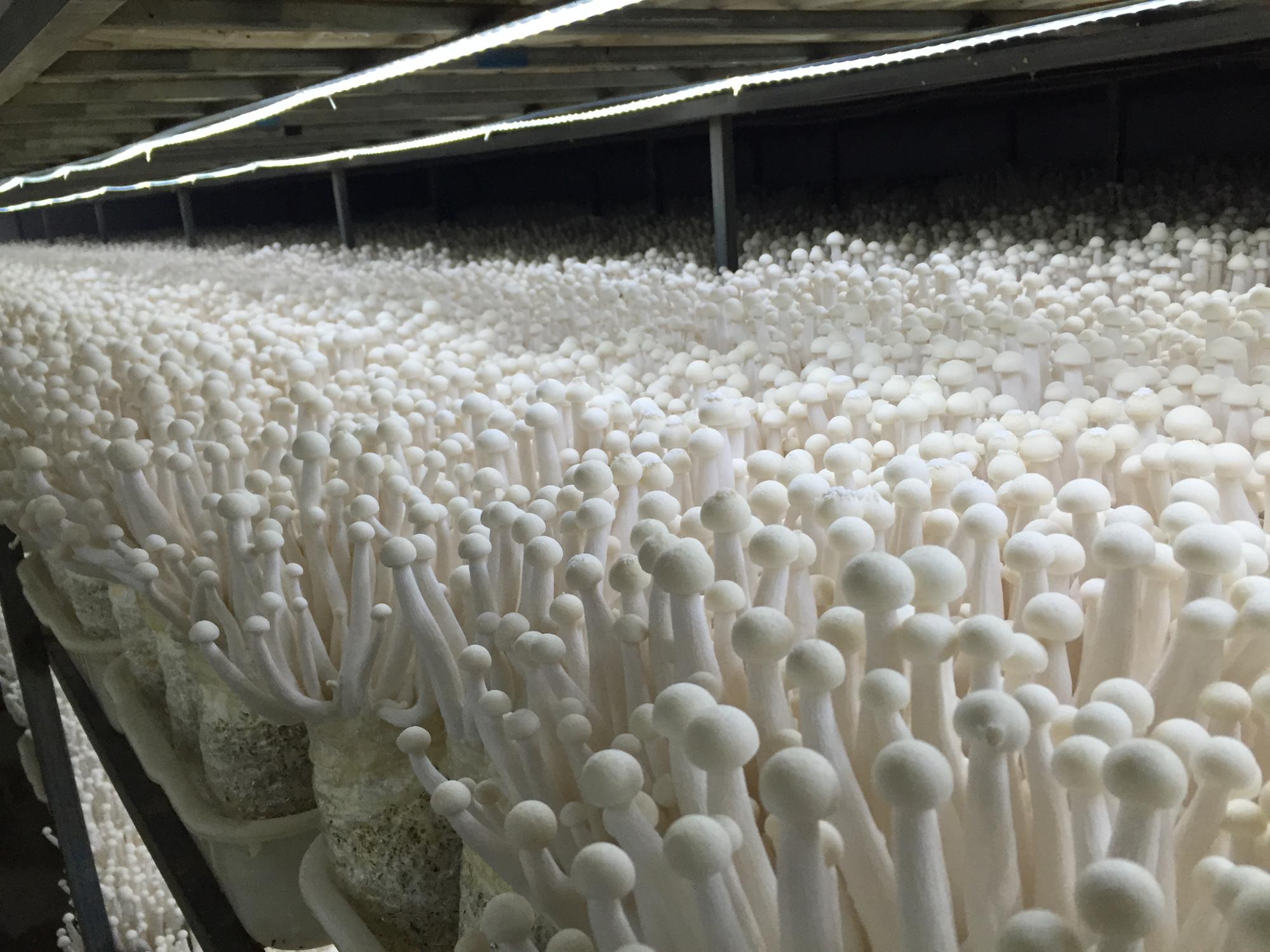 Выращивание грибов технология. Мицелий шампиньонов. Ферма шампиньонов вешенок. Посев мицелия (семян шампиньонов). Опилочный мицелий.