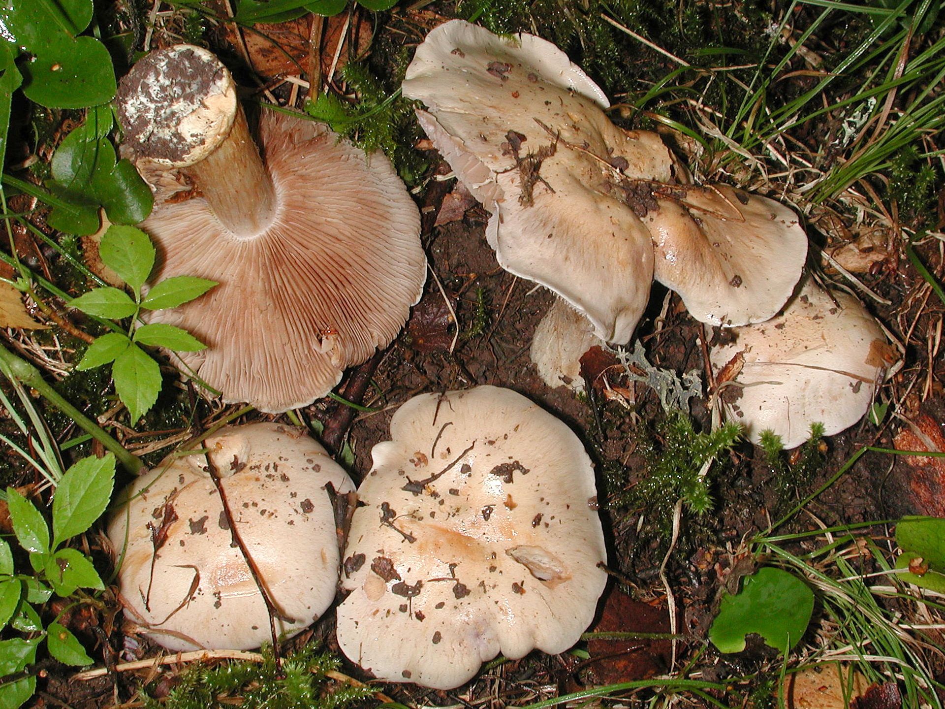 Подкарагачники грибы