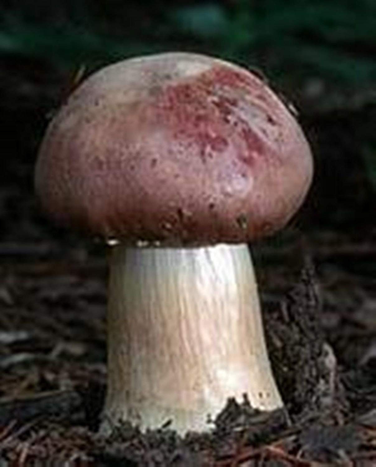Белый гриб коричневая ножка
