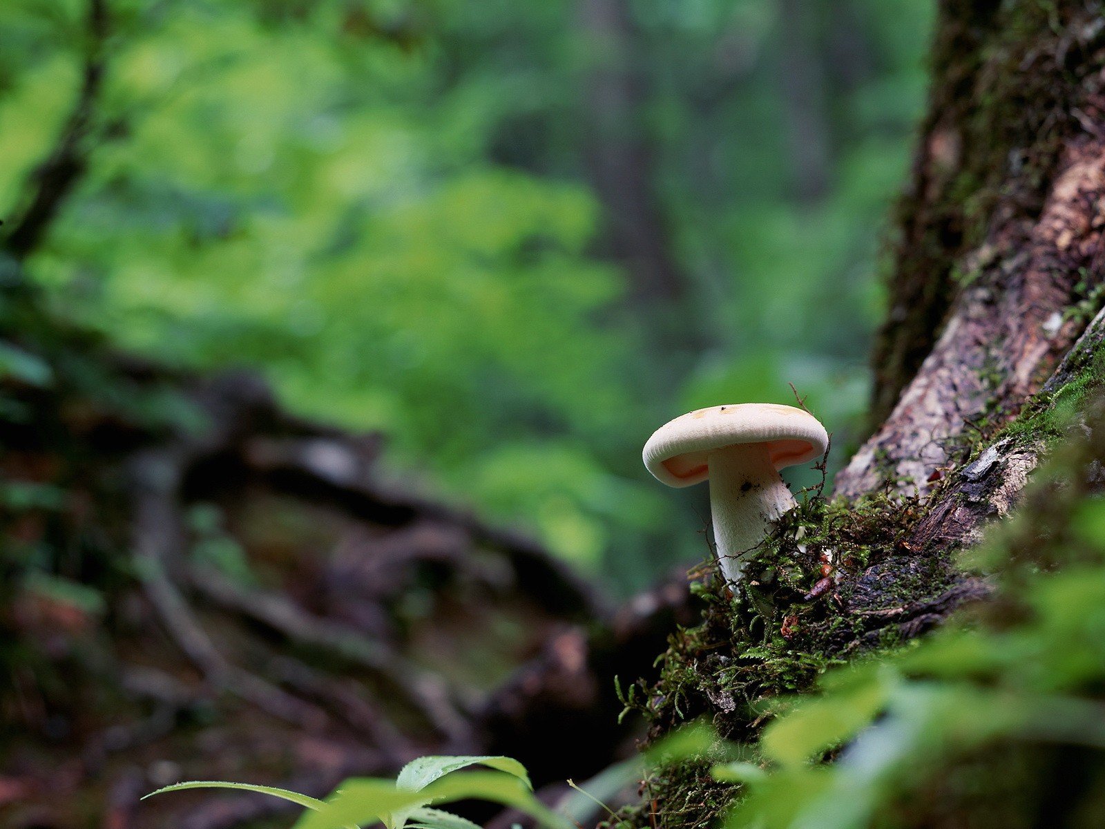 Фон леса с грибами