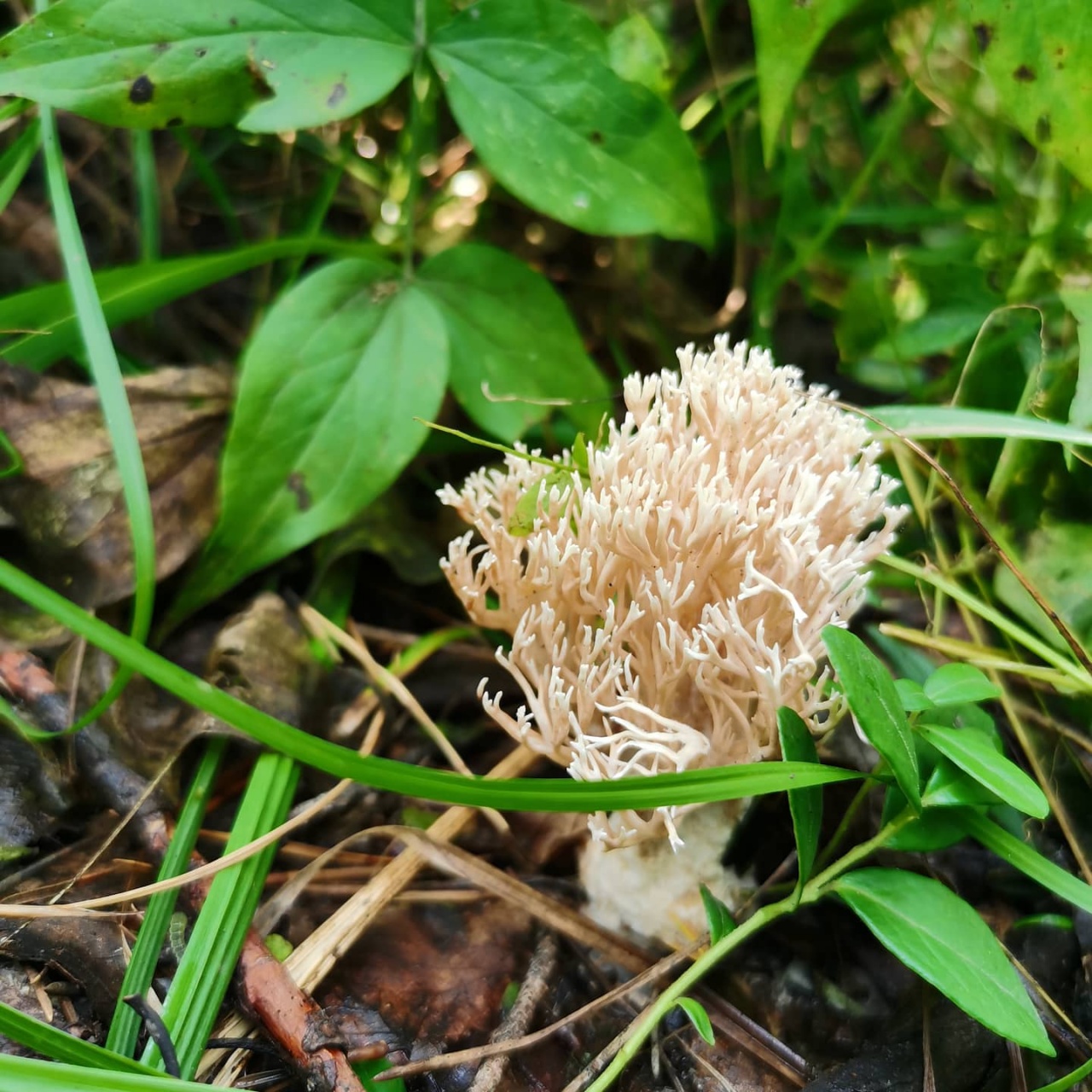 Рамария обыкновенная гриб