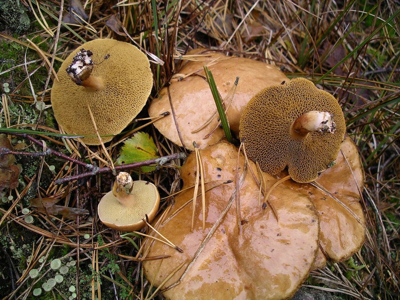 козляки грибы фото съедобный